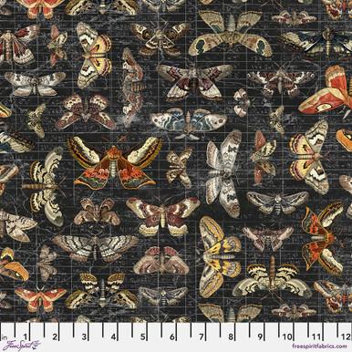 Moth Study PWTH333.Halloween